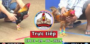 Trực Tiếp thomo CPC3 ngày 29-06-2024