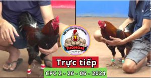 Trực Tiếp thomo CPC2 ngày 26-06-2024