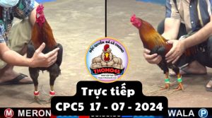 Trực Tiếp thomo CPC5 ngày 17-07-2024
