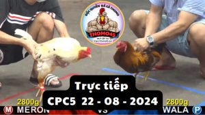 Trực Tiếp thomo CPC5 ngày 22-08-2024