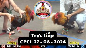 Trực Tiếp thomo CPC1 ngày 27-08-2024