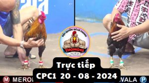 Trực Tiếp thomo CPC1 ngày 20-08-2024