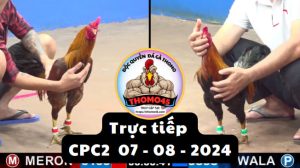 Trực Tiếp thomo CPC2 ngày 07-08-2024