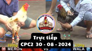 Trực Tiếp thomo CPC2 ngày 30-08-2024