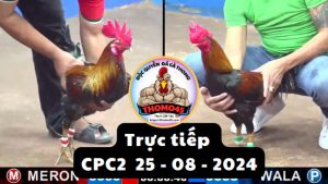 Trực Tiếp thomo CPC2 ngày 25-08-2024