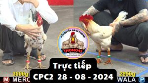 Trực Tiếp thomo CPC2 ngày 28-08-2024