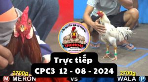 Trực Tiếp thomo CPC3 ngày 12-08-2024