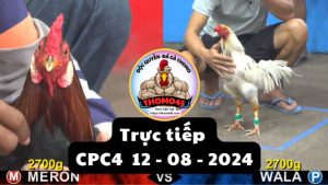 Trực Tiếp thomo CPC4 ngày 12-08-2024
