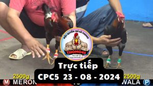 Trực Tiếp thomo CPC5 ngày 23-08-2024