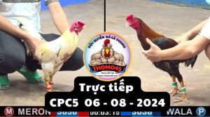 Trực Tiếp thomo CPC5 ngày 06-08-2024