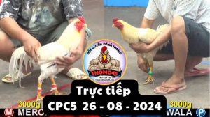 Trực Tiếp thomo CPC5 ngày 26-08-2024