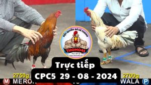 Trực Tiếp thomo CPC5 ngày 29-08-2024