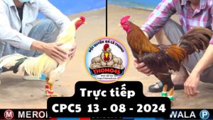 Trực Tiếp thomo CPC5 ngày 13-08-2024