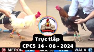 Trực Tiếp thomo CPC5 ngày 14-08-2024