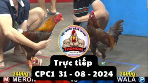 Trực Tiếp thomo CPC1 ngày 31-08-2024