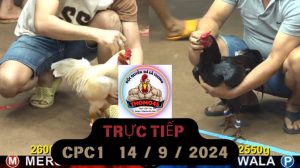 Trực Tiếp thomo CPC1 ngày 14-09-2024