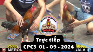 Trực Tiếp thomo CPC3 ngày 01-09-2024