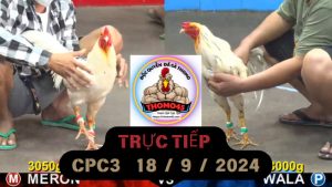 Trực Tiếp thomo CPC3 ngày 18-09-2024