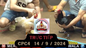 Trực Tiếp thomo CPC4 ngày 14-09-2024