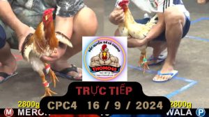 Trực Tiếp thomo CPC4 ngày 16-09-2024
