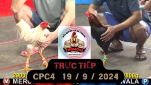 Trực Tiếp thomo CPC4 ngày 19-09-2024