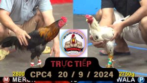 Trực Tiếp thomo CPC4 ngày 20-09-2024