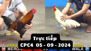 Trực Tiếp thomo CPC4 ngày 05-09-2024