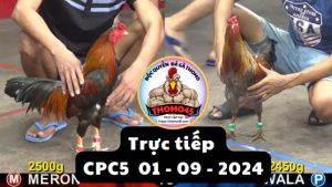 Trực Tiếp thomo CPC5 ngày 01-09-2024