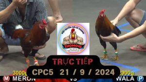 Trực Tiếp thomo CPC5 ngày 21-09-2024